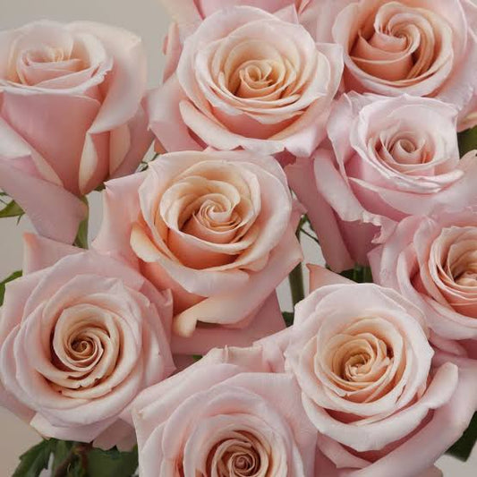 How to Keep Your Flowers Fresh Longer: Auckland Florist Tips